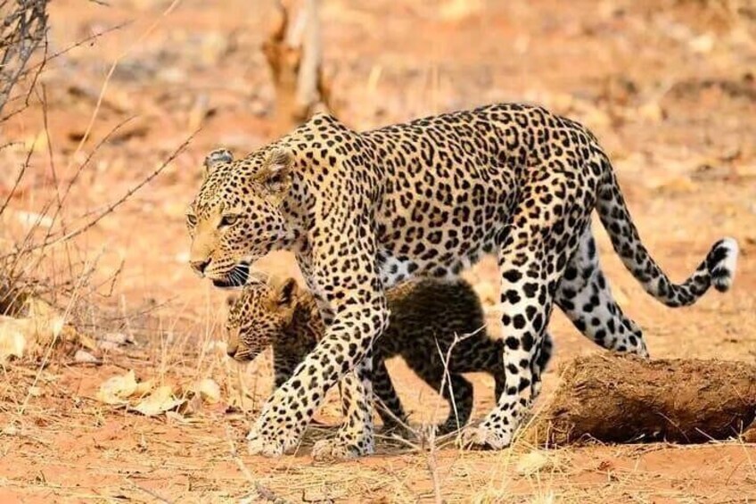 Chobe National Park