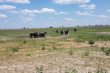 Chobe Full Day Safari in Chobe