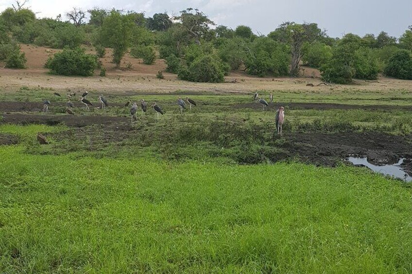 Chobe Full Day Safari in Chobe