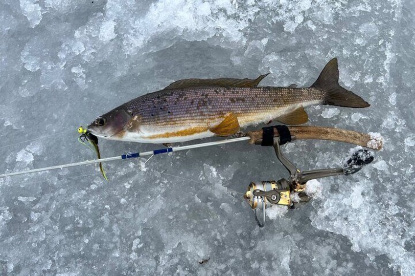 Arctic Grayling