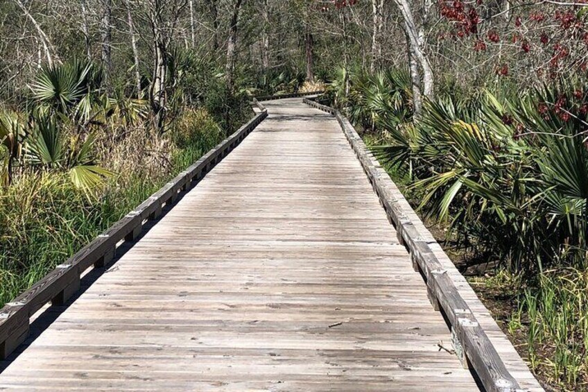 Board Walk Path in the Swampy Swamp! Home of the Cypress Tree