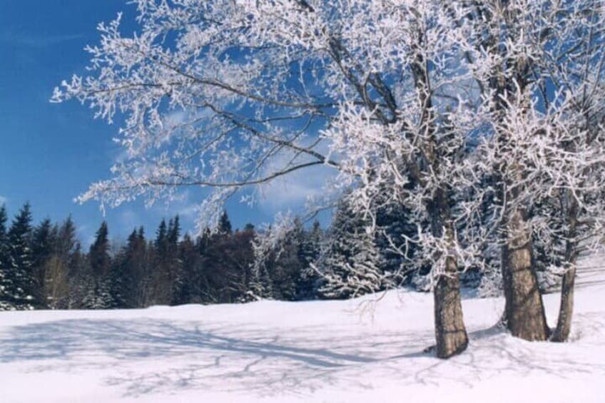 Albuquerque Snowshoe Experience and Aerial Tram Ride