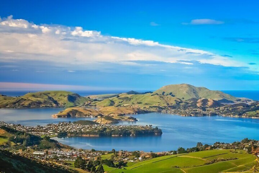 Discover Dunedin - Nature & City Tour