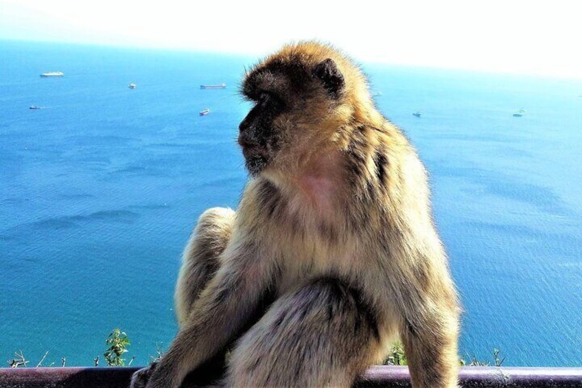 Barbary Macaque