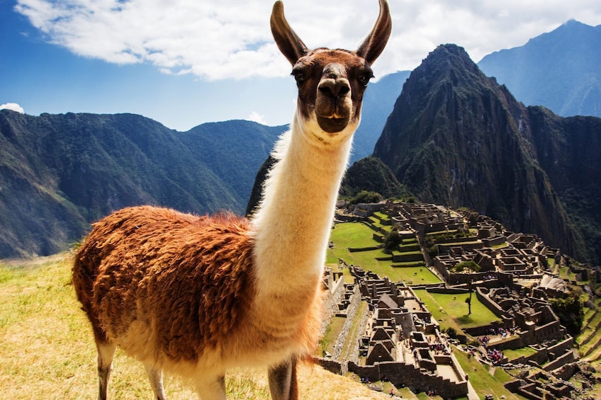 Machu Picchu In-App Audio Tour: the Grandeur of the Ancient Incan Empire