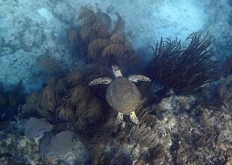 All inclusive Culebra snorkeling tour