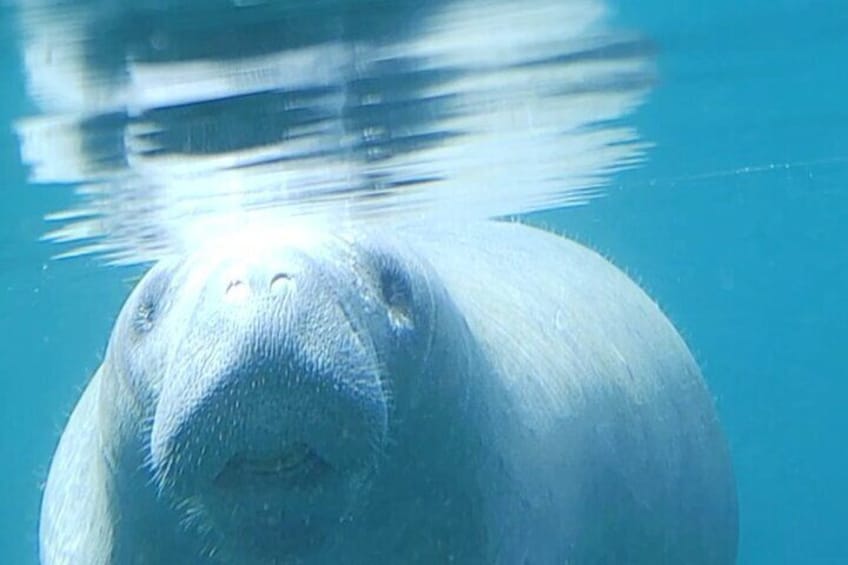 Silver Springs and Wildlife Small-Group Guided Kayak Tour