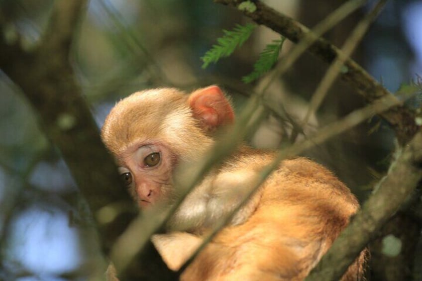 Always cool when we get to see the monkeys, book now to hear how they got there!