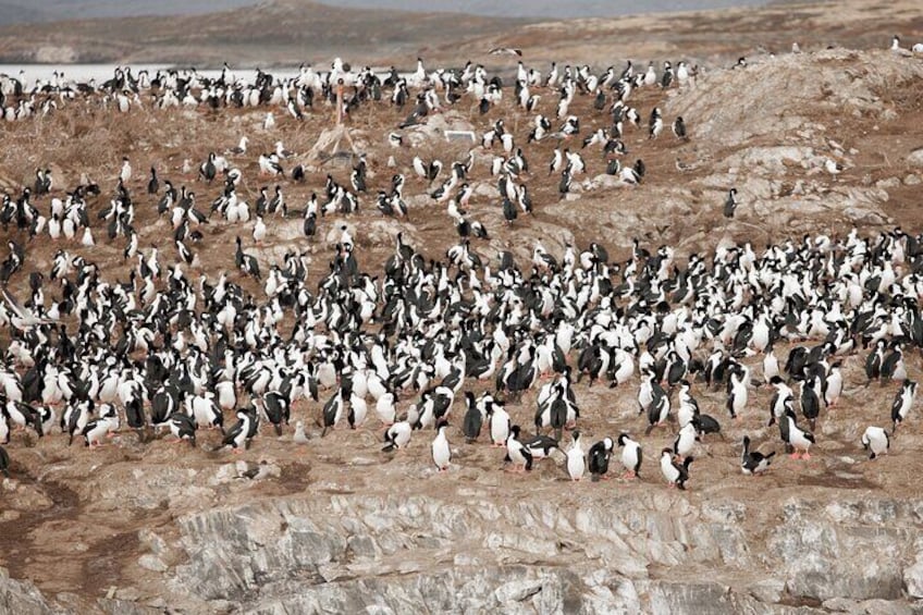 Catamaran Tour through the Beagle Channel and Penguins in Isla Martillo