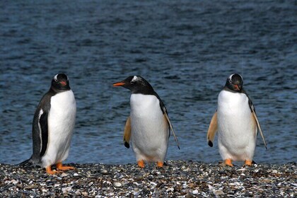 Katamaran-Tour durch den Beagle-Kanal und Pinguine auf der Isla Martillo