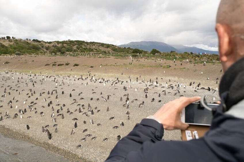 Catamaran Tour through the Beagle Channel and Penguins in Isla Martillo