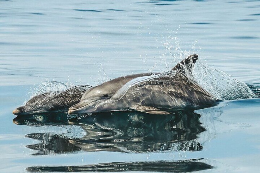 Byron Bay Dolphin Tour - Ocean Safari