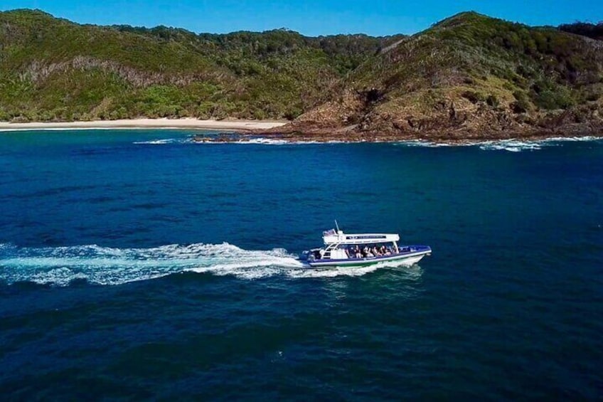 Byron Bay Dolphin Tour - Ocean Safari