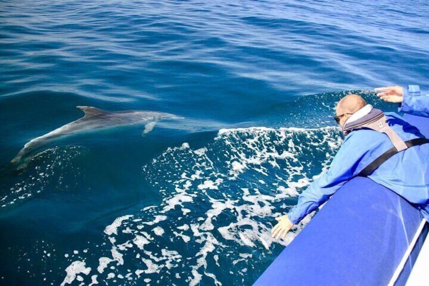 Byron Bay Dolphin Tour - Ocean Safari