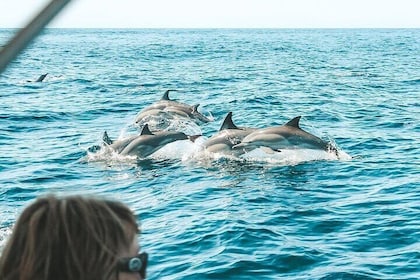 Byron Bay Dolphin Tour - Ocean Safari