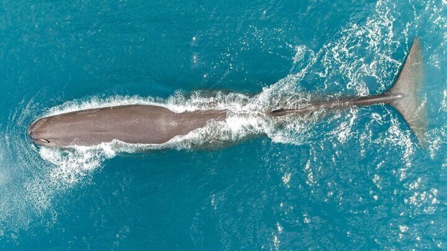 Kaikoura: Whale Watching Flight