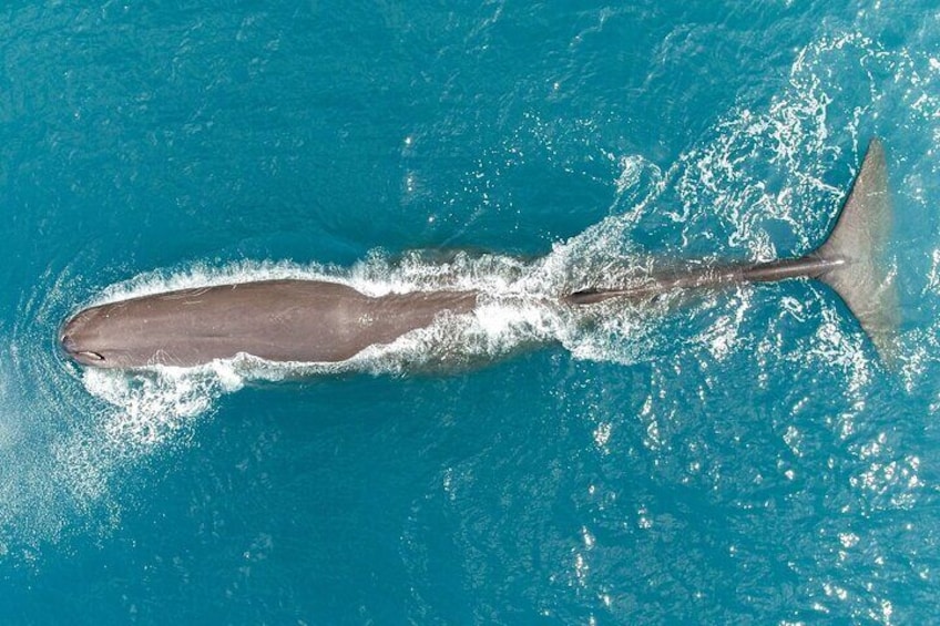 Kaikoura: Whale Watching Flight (Extended)