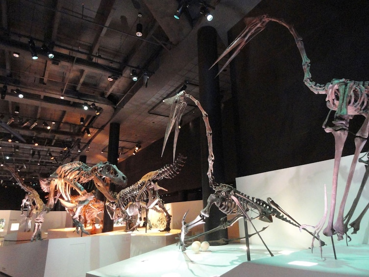 Houston Museum of Natural Science: Ticket with Self-Guided Audio Tour