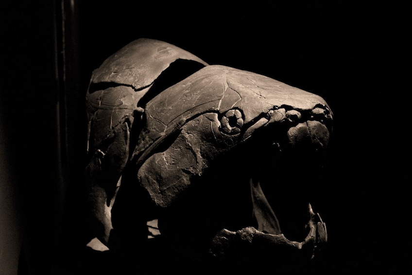 Museu Blau: Barcelona's Museum of Natural Sciences Self-Guided Audio Tour