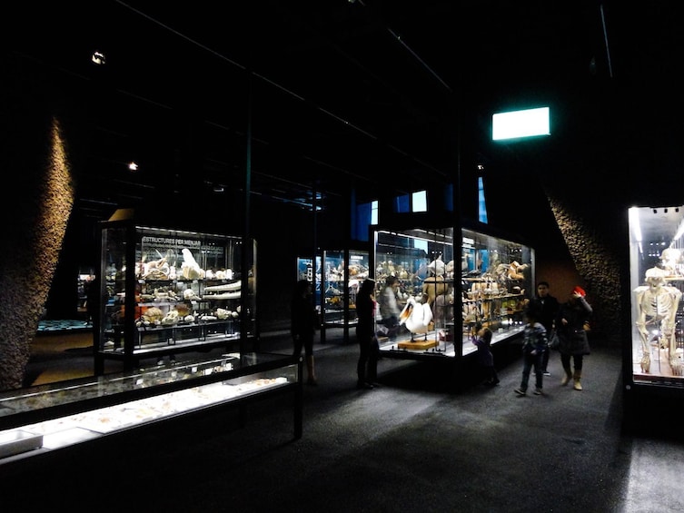 Museu Blau: Barcelona's Museum of Natural Sciences Self-Guided Audio Tour