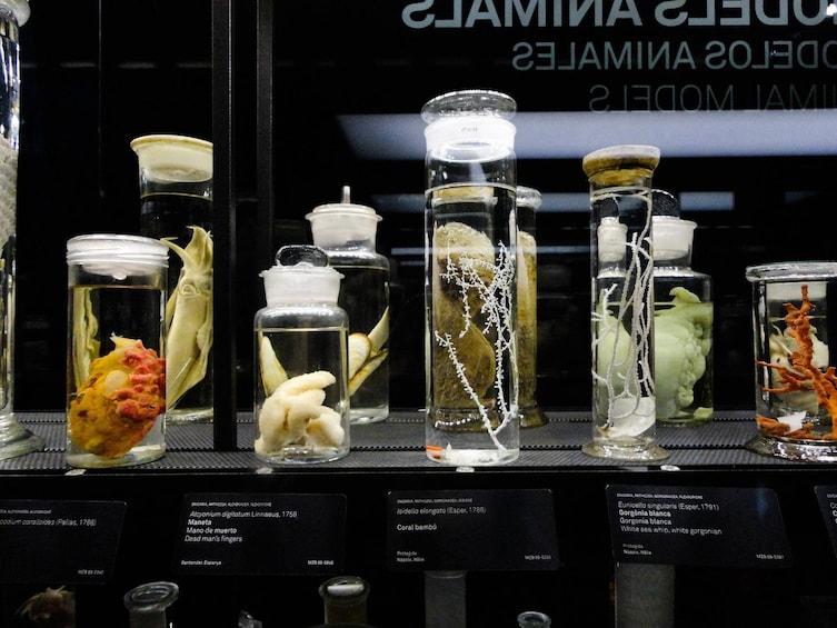 Museu Blau: Barcelona's Museum of Natural Sciences Self-Guided Audio Tour