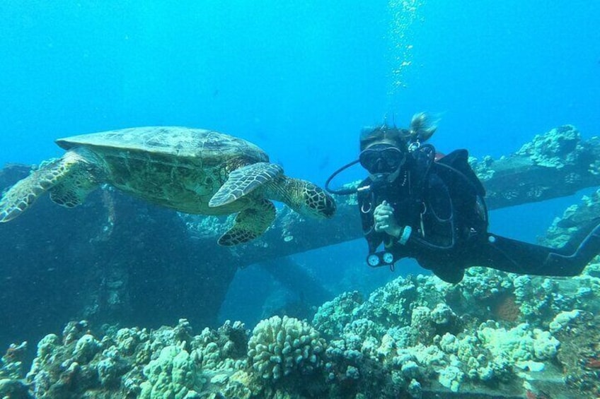 Small Group Shark and Turtle Dive for Certified Divers
