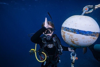 Buceo de tiburón y tortuga para grupos pequeños para buzos certificados