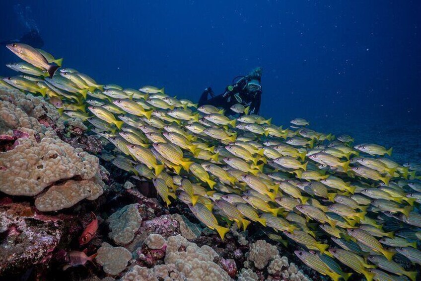 Small-Group Shark and Turtle Dive for Certified Divers