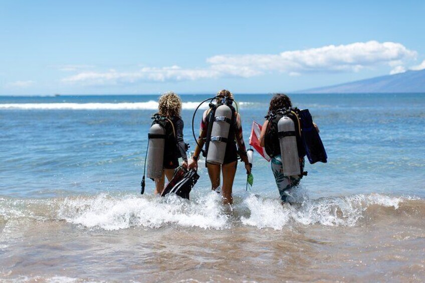 Small Group Shark and Turtle Dive for Certified Divers