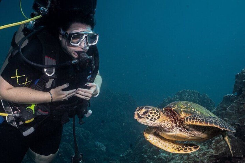 Small Group Shark and Turtle Dive for Certified Divers