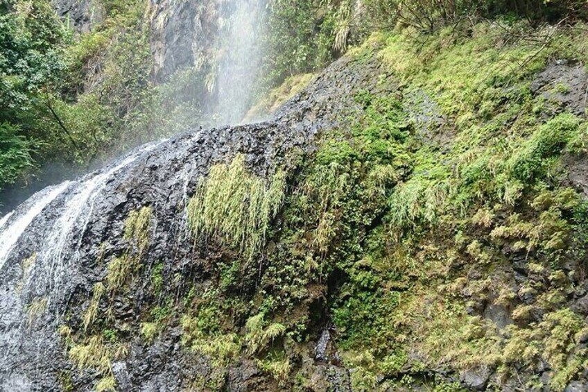 Hiking the Black River Gorges: Full-day with Lunch and Transfer