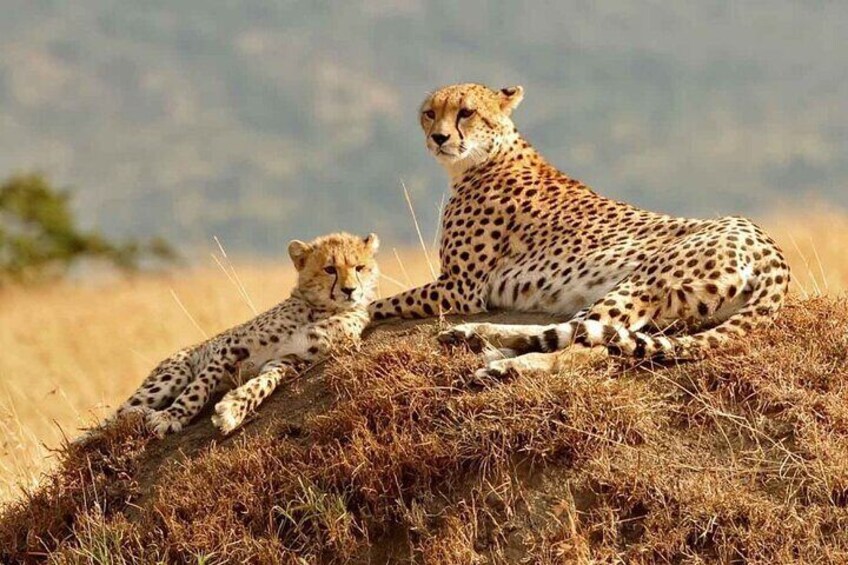 4 Days Masai Mara & Lake Nakuru Group Joining Safari