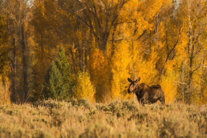 Private Sunset 4-Hour Grand Teton Wildlife Adventure