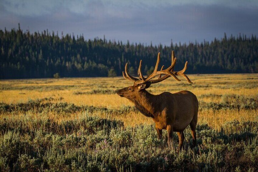 Private Sunset 4-Hour Grand Teton Wildlife Adventure