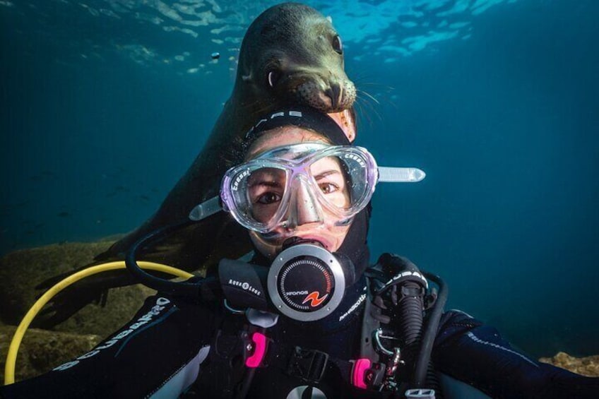sea lion selfie