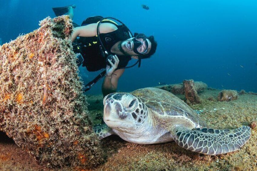 sea turtle in wreck
