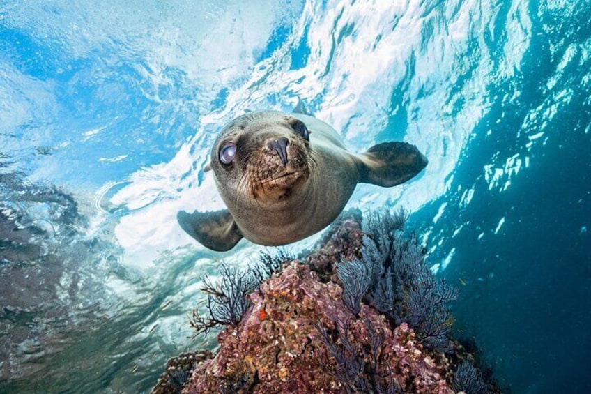 sea lion diving