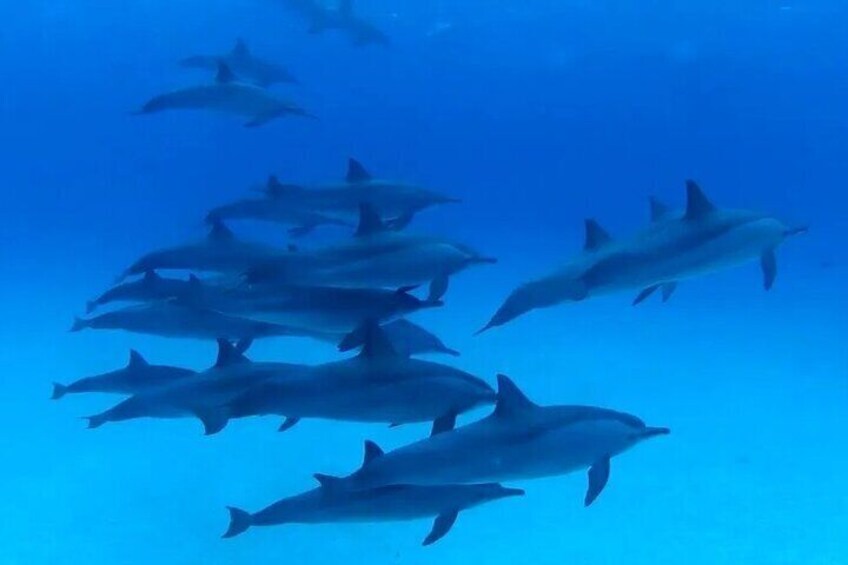 Swimming Wth Dolphin - Hurghada