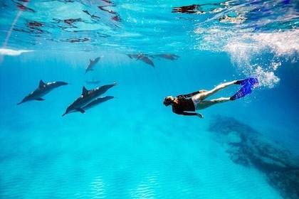 Nager avec les dauphins dans l'aventure de la mer Rouge avec déjeuner - Hur...