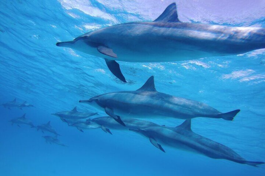 Swimming With Dolphin - Hurghada