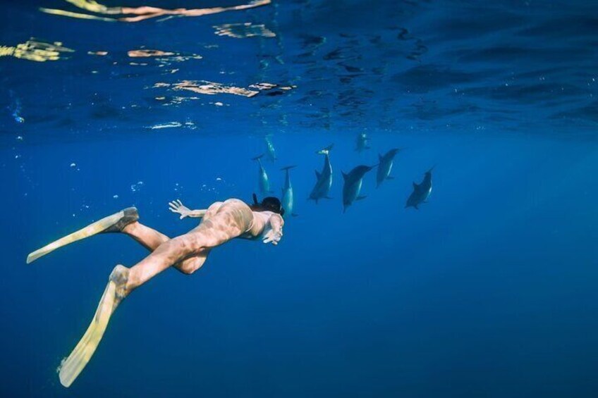 Swimming With Dolphin - Hurghada