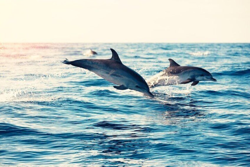 Swimming With Dolphin - Hurghada