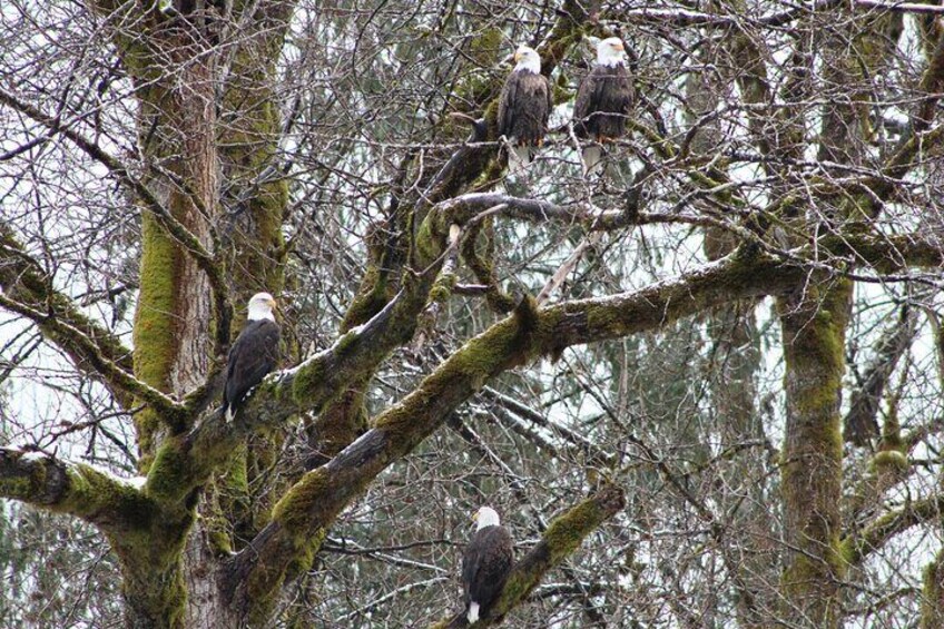 Bald Eagles Nesting Area Tour at Skagit River