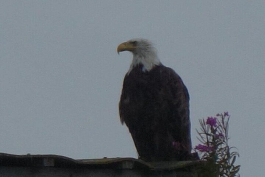 Bald Eagles Nesting Area Tour at Skagit River