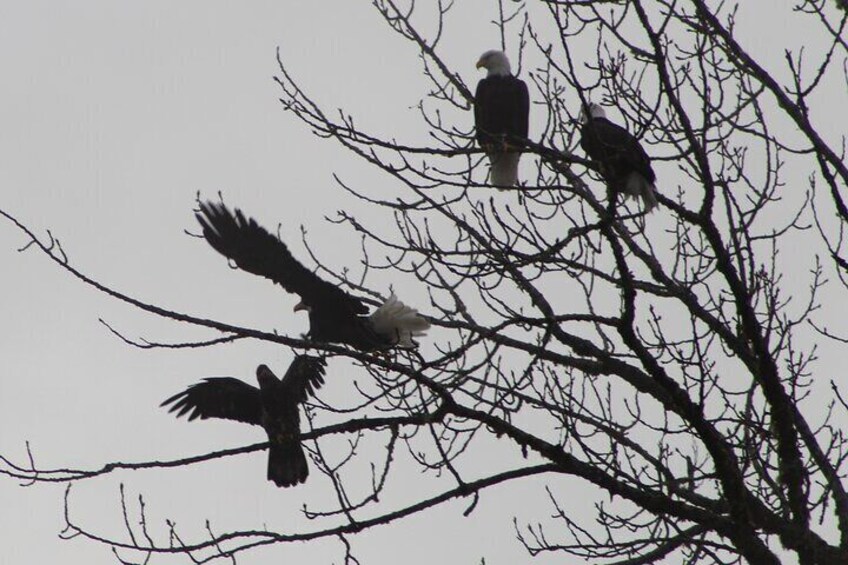 Bald Eagles Nesting Area Tour at Skagit River