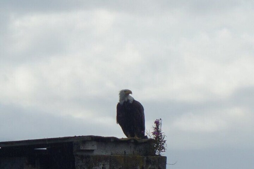 Bald Eagles Nesting Area Tour at Skagit River