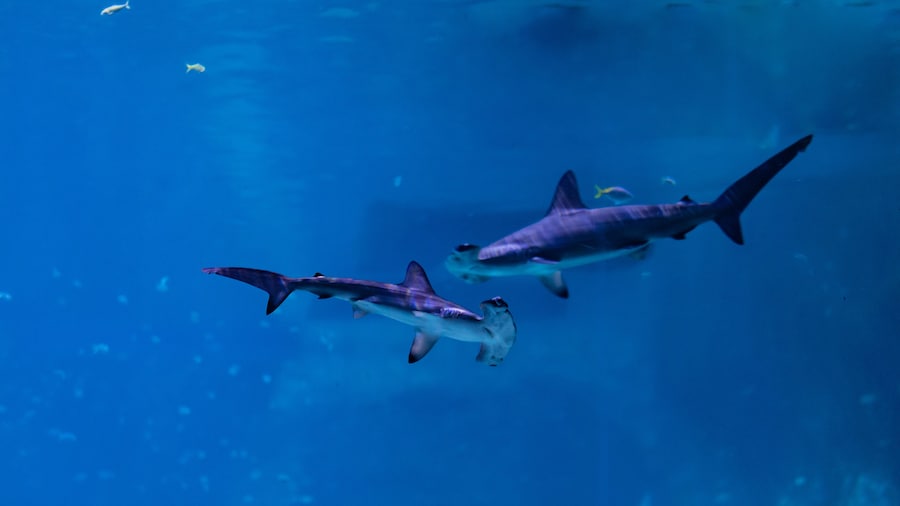 The National Aquarium Abu Dhabi All Access Ticket