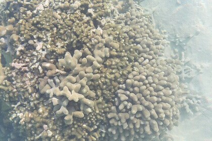 Educational Coral Gardening Snorkeling Adventure