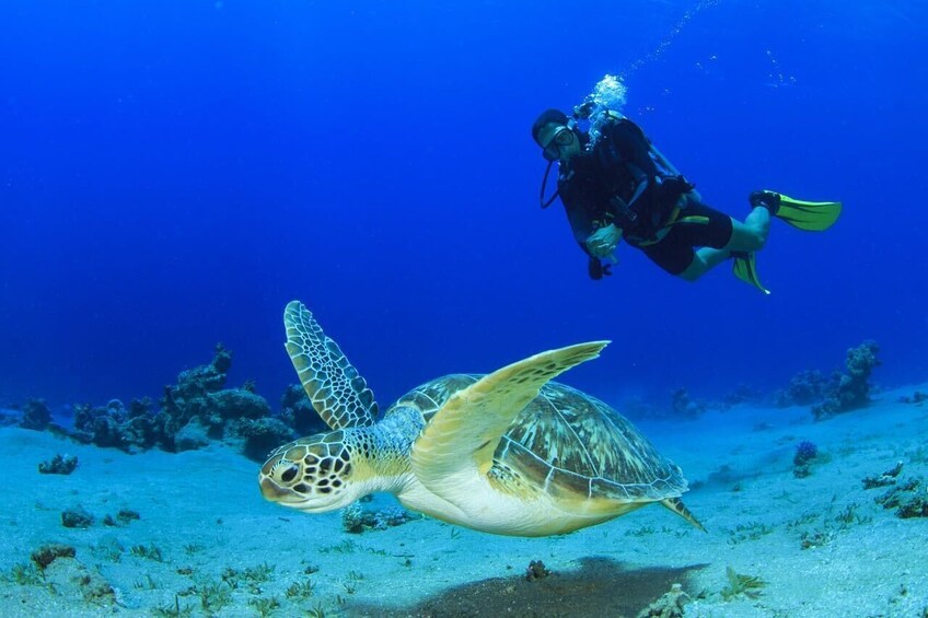 Maroma Beach: Scuba Diver Certification Course