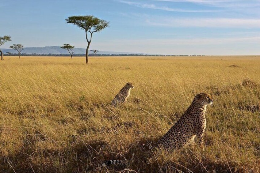 3-Day Masai Mara Group Joining Safari Adventure